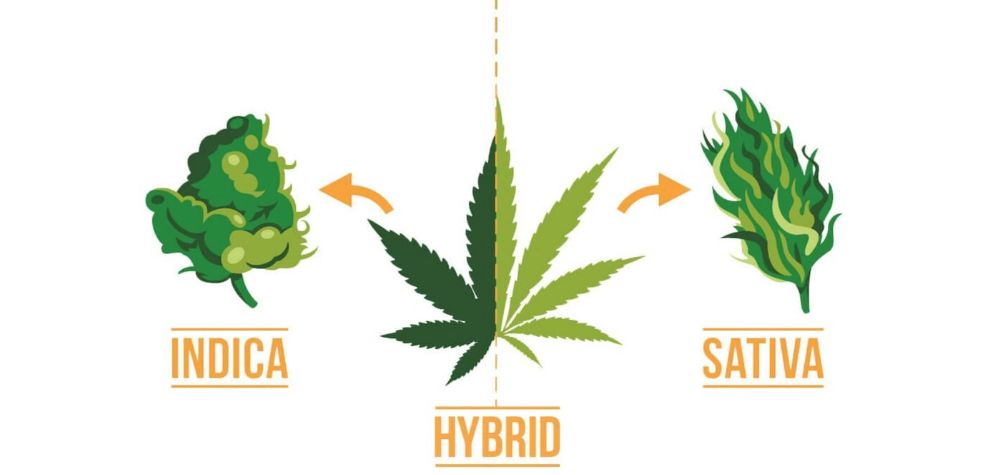 On cannabinoid content, the difference between indica and sativa is that sativa contains THC predominantly compared to Indica, which contains some CBD.