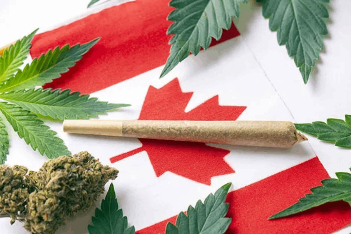 Pondering the world of cannabis in Canada, one may quickly find themselves tangled in a web of choices and considerations - strains, edibles, oils, the list goes on. 