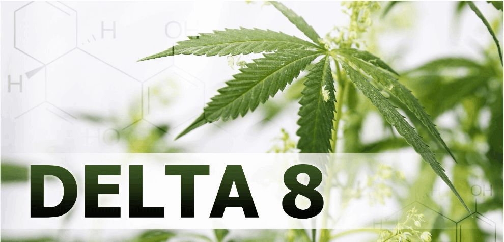 Delta 8 THC has applications in conditions such as anxiety, acute and chronic pain, and nausea. 