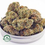 Buy Cannabis Dutch Treat AAA at MMJ Express Online Shop