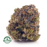Buy Cannabis Pink Congo AAAA  MMJ Express Online Shop