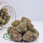 Buy Cannabis Jack Herer AAAA at MMJ Express Online Shop