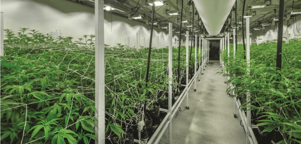 Cannabis cultivation is highly rewarding! Among all of the benefits it provides, we’ve highlighted the top three key perks of cannabis cultivation to keep in mind:
