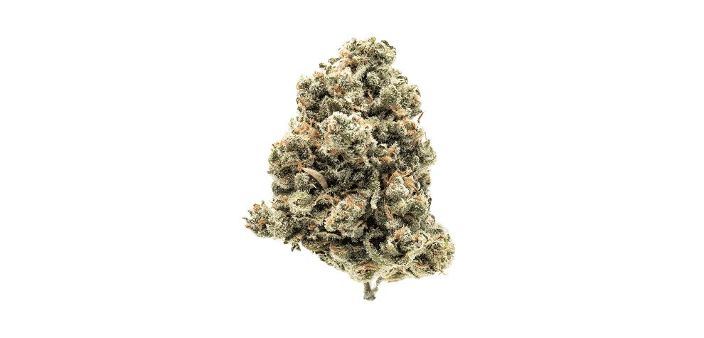 Interested in experiencing the Jack Herer strain in Canada? As a trusted online dispensary, we offer high-quality Jack Herer weed that you can buy online.
