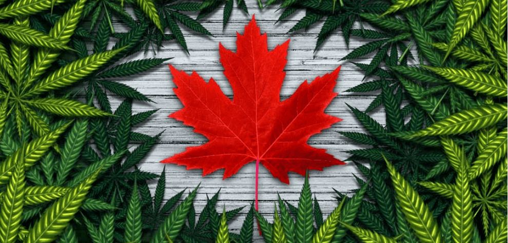 The “War on Drugs” declared by the United States heightened the criminalization of cannabis in North America including Canada. The Canadian government implemented harsh drug laws.