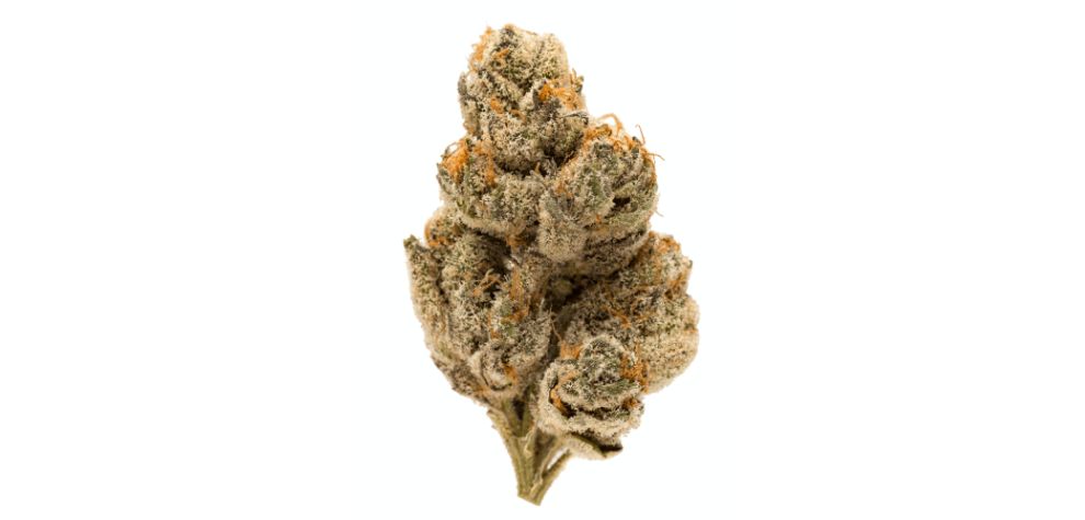 The Do-Si-Dos strain is the love child of two mighty strains - the potent Face Off OG and the legendary Girl Scout Cookies.