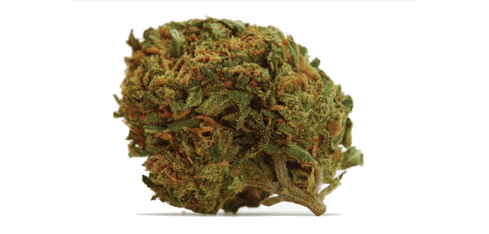 When you choose to buy this strain online, especially from a reputable dispensary, you'll have access to impressive THC content that can reach up to 24 percent. 