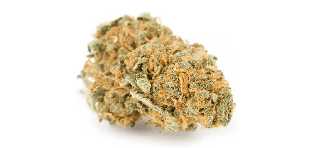 This is one of the most thrilling aspects of this GSC strain review – the GSC strain THC content. 