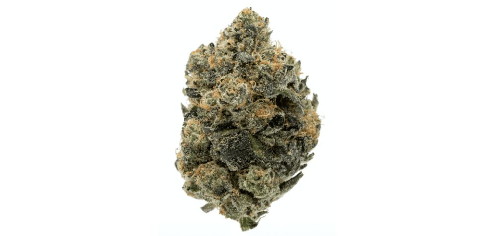 This weed features a minty twist on the classic GSC flavour profile, with an added layer of coolness and refreshing vibes. 