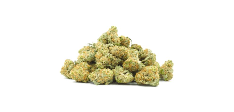 Girl Scout Cookies strain remains a classic and intriguing strain from its captivating aroma, visual appeal, and versatile effects. 