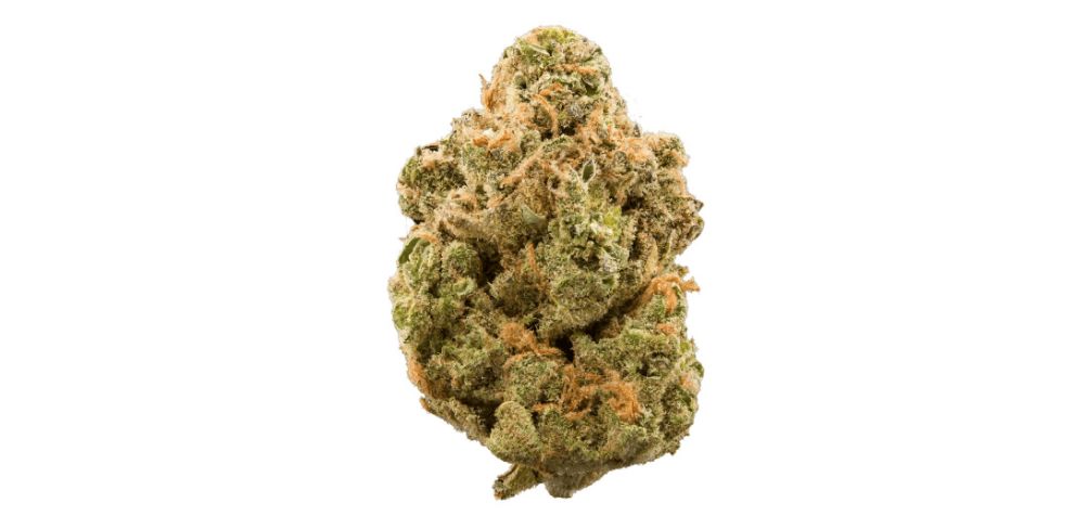 Terpenes are the facilitators of Girl Scout Cookies weed delectable flavour and aroma. 