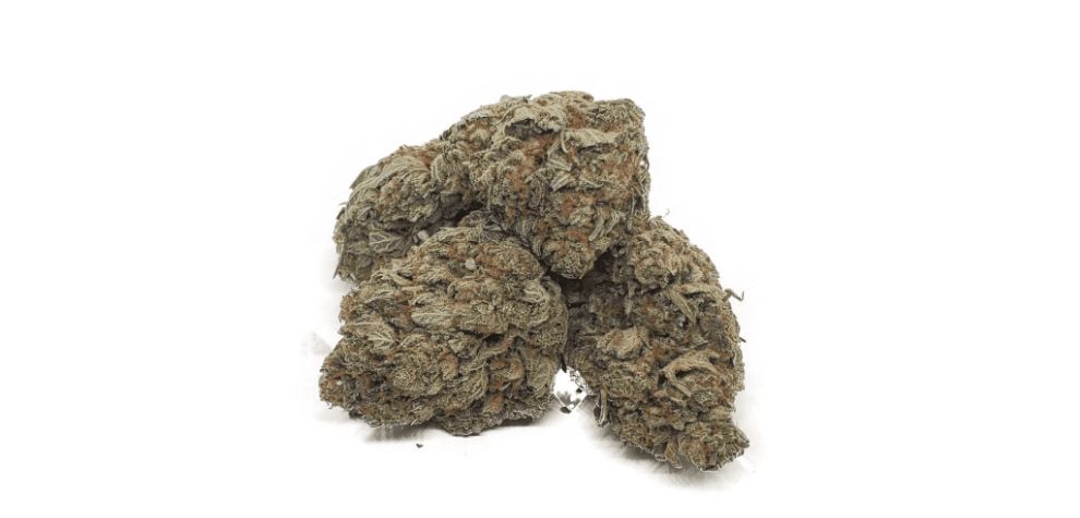 The Cali Bubba strain is one of those buds you're going to hear more of in the upcoming years. It's got it all - it's intense, tastes phenomenal, and the effects are jaw-dropping. 