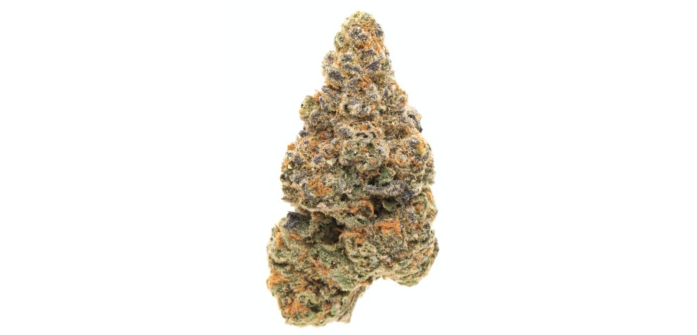 Girl Scout Cookies strain is a hybrid that is derived from combining Durban Poison and OG Kush.