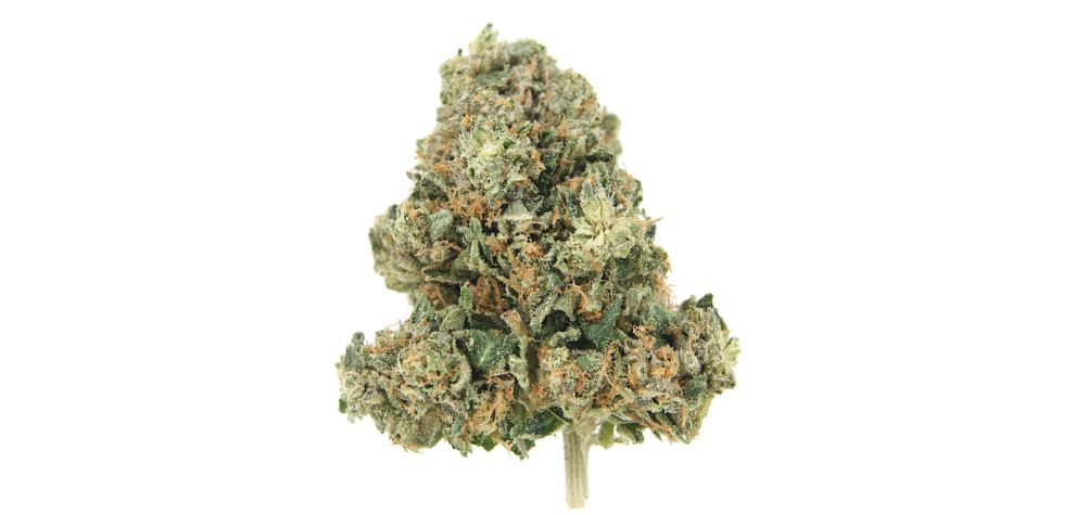 The El Chapo strain is a unique cannabis bud with impressive genetics. This bud ticks all the right boxes, whether you value flavour, aroma or effects.