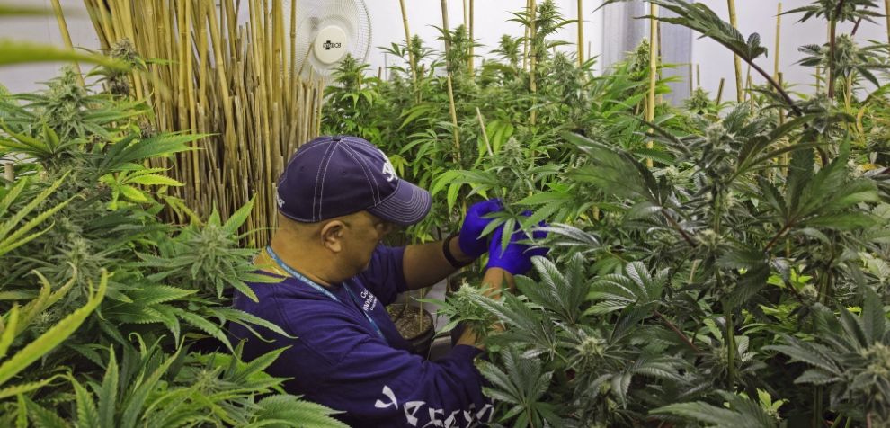 The need for a cannabis dispensary is growing. From growing plants to making products, it provides lots of jobs for people.