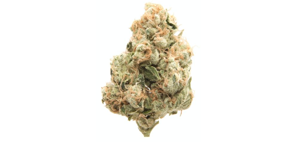 Purchase Death Star strain from an online dispensary in Canada if you want to get high and forget about the worries of life.