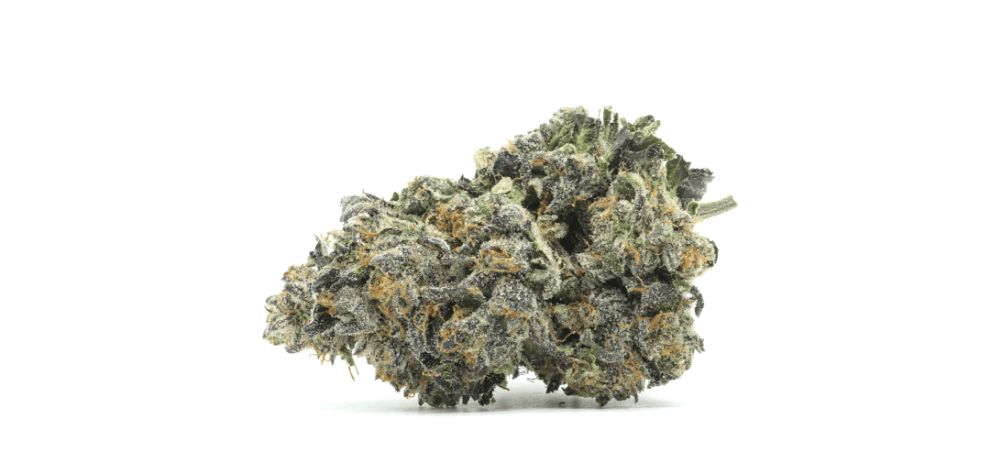 El Chapo strain has a unique smell. Most consumers report an intensely sweet lemon and pine combination when they first open a jar full of El Chapo buds.