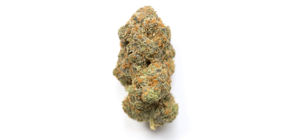 In this El Chapo strain review, we tell you all about this cannabis bud, where it originates from, its effects, and its physical attributes. 