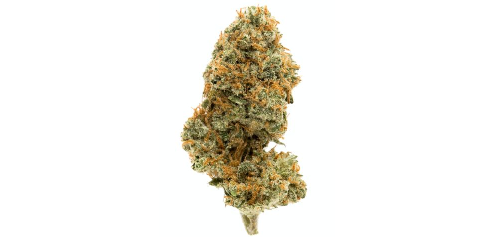 The Ghost Train Haze strain is no friendly Casper - this is a Sativa with some punch! When you buy weed online from an excellent dispensary, you can expect around 27 percent of THC. 