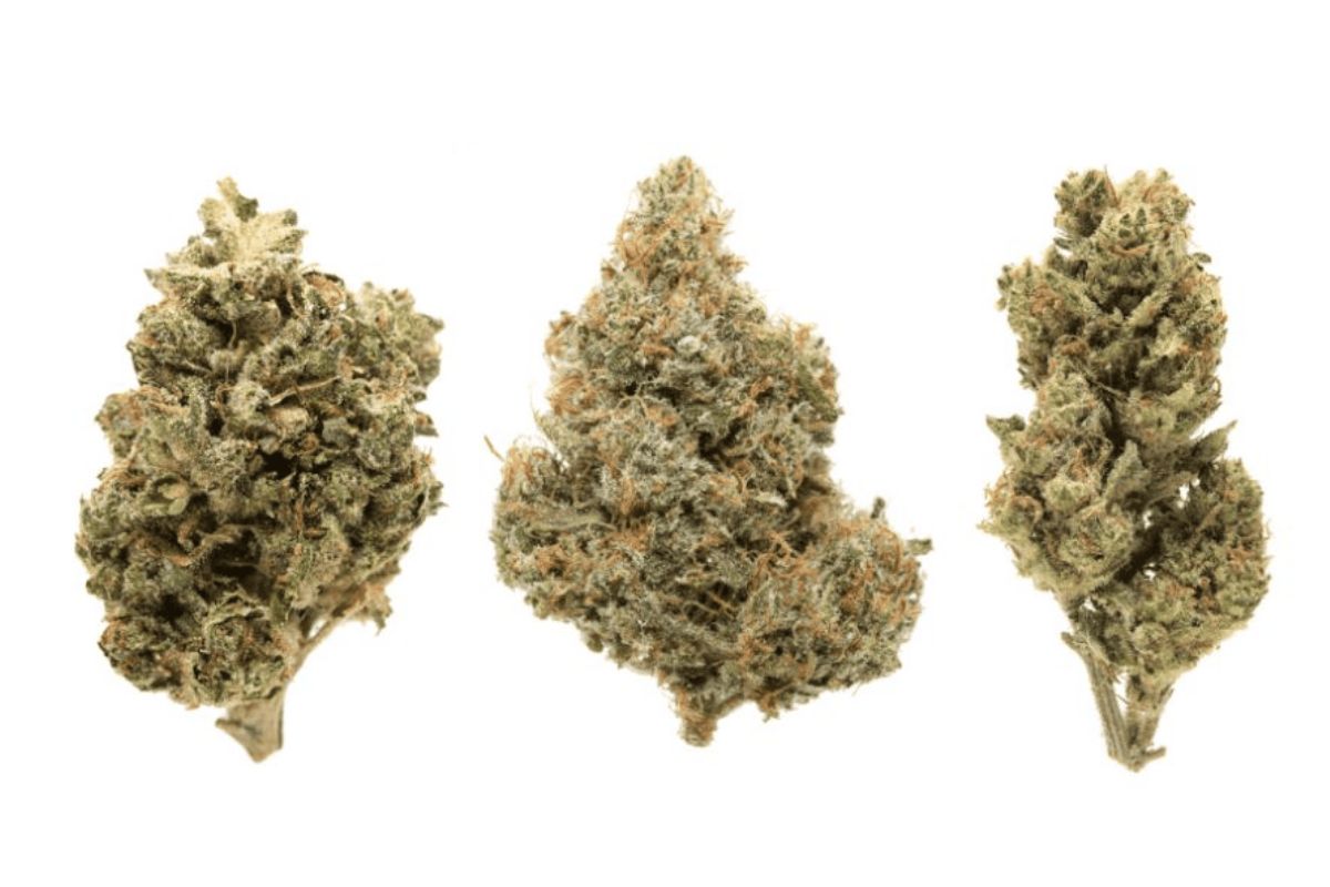 What do sativa, indica and hybrid mean when buying weed at a marijuana shop? This article explores different types of strains you may encounter.