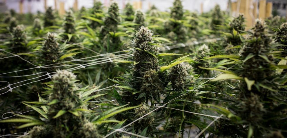Buying from a Canadian online dispensary is always a wiser shopping decision, and this is why. We'll share five key points with you that will make you order weed online right now!