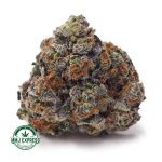 Buy Cannabis Purple Trainwreck AAA at MMJ Express Online Shop