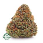 Buy Cannabis Orange Crush AAA at MMJ Express Online Shop