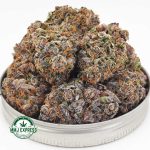 Buy Cannabis Purple Godbud AA at MMJ Express Online Shop