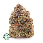 Buy Cannabis Frost Fruit Cake AAAA at MMJ Express Online Shop