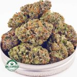 Buy Cannabis Frost Fruit Cake AAAA at MMJ Express Online Shop