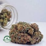 Buy Cannabis OG Kush AA at MMJ Express Online Shop