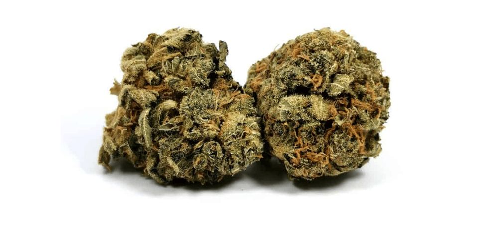 Wondering where you can buy high-quality MK Ultra strain buds? MMJ Express is Canada's leading mail-order marijuana dispensary for premium cannabis products.