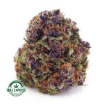 Buy Cannabis Purple Amnesia AA at MMJ Express Online Shop
