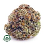 Buy Cannabis Critical Kush AAA at MMJ Express Online Shop