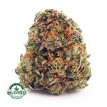 Buy Cannabis King Kong AAA at MMJ Express Online Shop