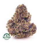 Buy Cannabis Dragon Berry AAAA at MMJ Express Online Shop