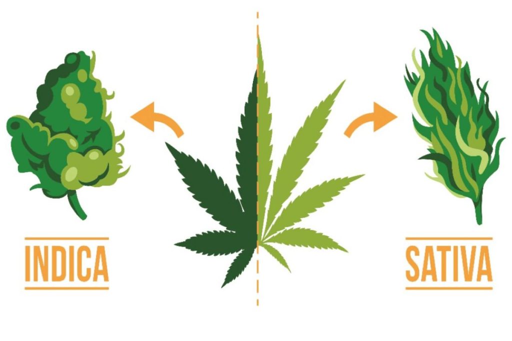 Master the difference between Sativa and Indica to master your high & make your experience mind-blowing! This is an essential guide for all users!