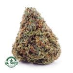 Buy Cannabis Banana Punch AAA at MMJ Express Online Shop