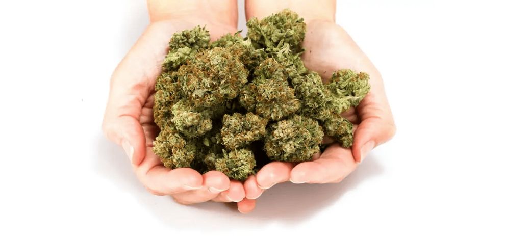 An online dispensary in Canada will provide you with an abundance of information for a more informed shopping choice - you'll get to match your preferences with the perfect cannabis strain!