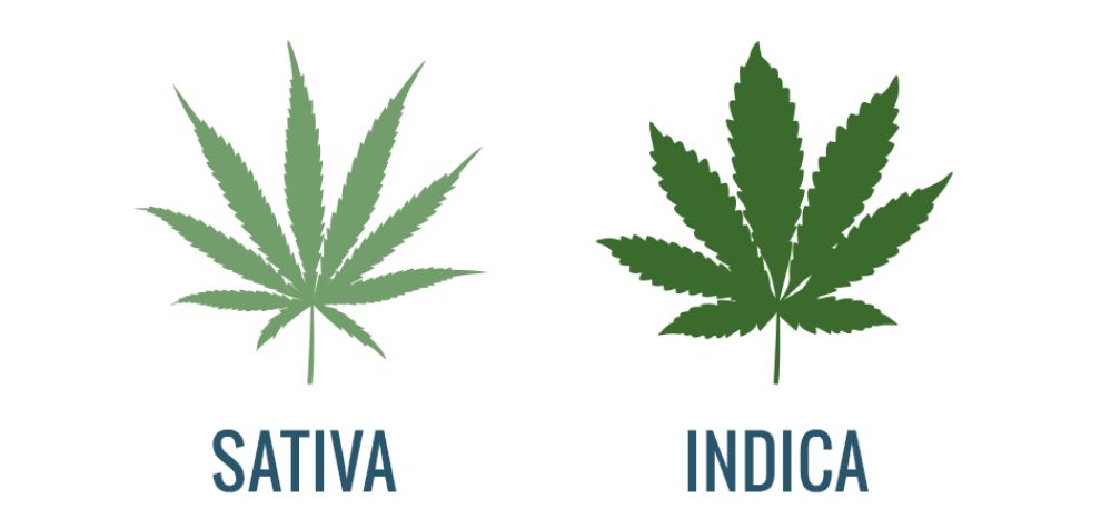 Now you know the difference between Sativa and Indica. What's next? Apply your newfound knowledge and buy from the best online weed dispensary! Discover the latest and greatest strains in Canada. 