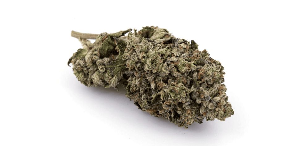 Lindsay OG strain will shove you into relaxation. Seriously! This Indica has 25 percent THC, often even more, placing it into the heavy-weight category. 