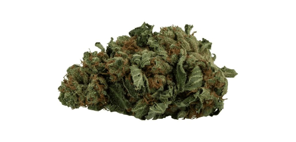 MK Ultra weed strain was initially grown by T.H. Seeds, a renowned cannabis seed company based in Amsterdam. 