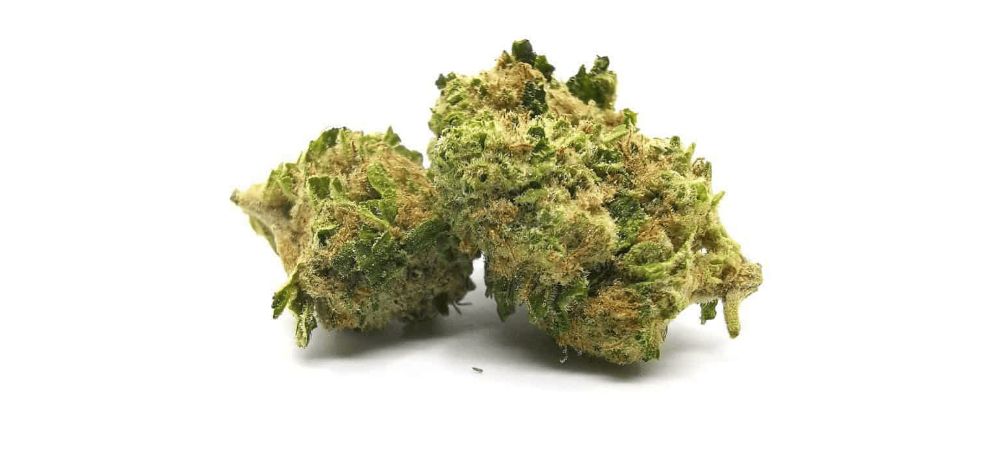 MMJ Express is the leading online dispensary in Canada. Our dispensary is known for offering high-quality cannabis products at the lowest prices in the market.