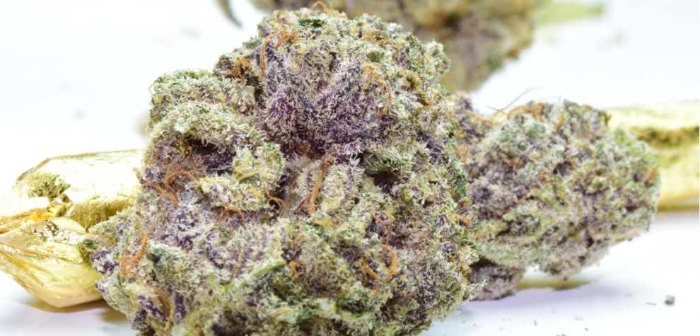 Like other Purple strains of weed, this Indica packs at least 22 percent of THC, or more!