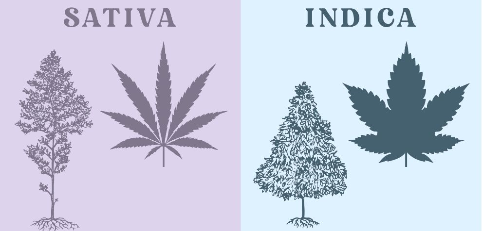 Why should I care about the difference between Sativa and Indica? Isn't it all the same?