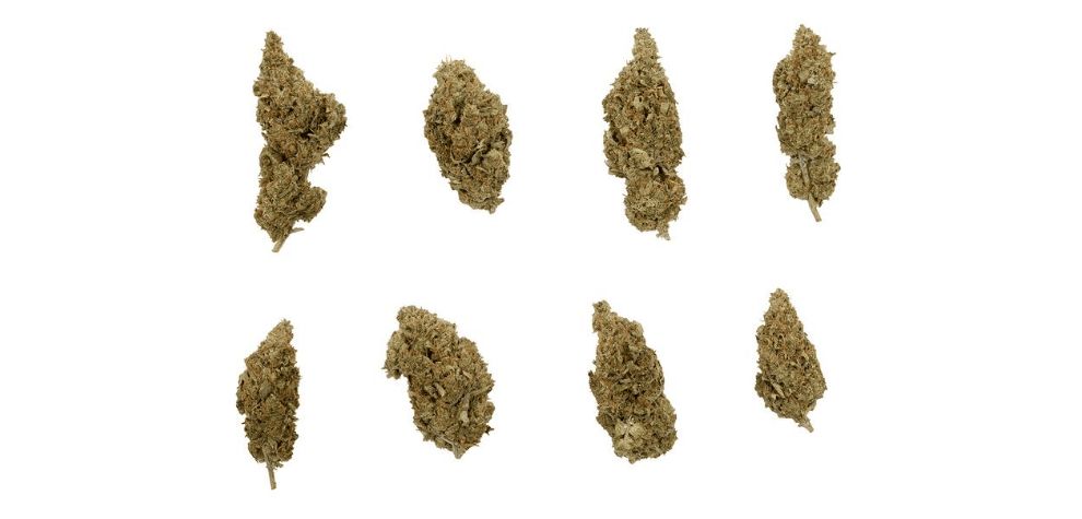 Regarding strong weed strains in Canada, THC levels greatly vary depending on what you purchase from an online dispensary. 
