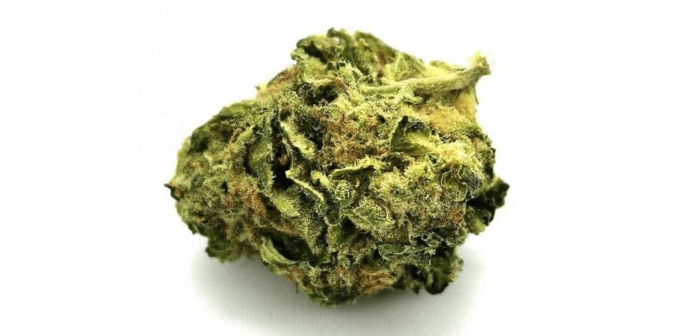 The South Indian Indica is a pure indica strain known to be resin-heavy, a property that White Widow inherits.
