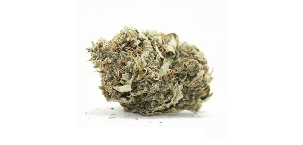 White Widow strain nugs are large with a loose and fluffy texture, typical of sativa-leaning strains. The chunky buds have a conical shape and taper towards the tip.