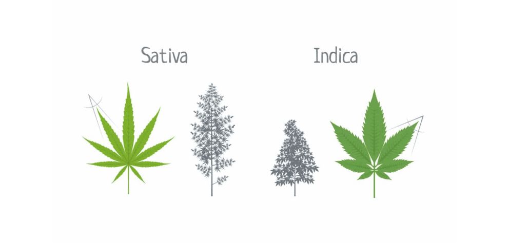 Another difference between Sativa and Indica is that the first category can provide longer-lasting effects. 