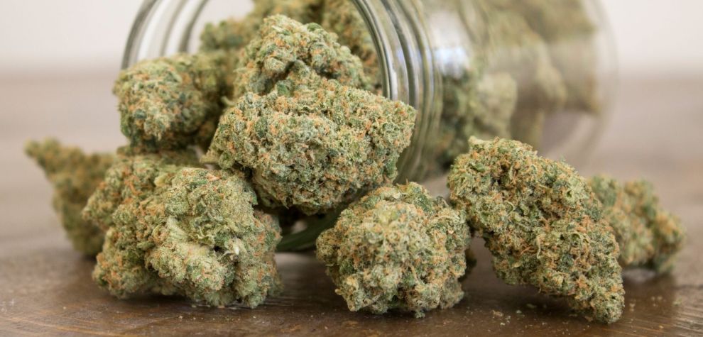 Here are the most commonly asked questions and the answers you need to know before you buy weed online in Canada. Take a peek!